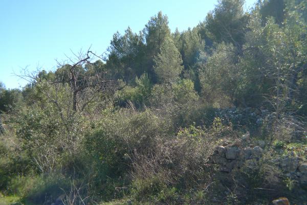 Fotografia nº4 del solar / terreno en Venta en Jalón / Xaló. Ref.: PRT-266322
